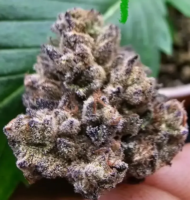 Nice Buds